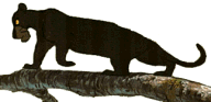 Bagheera